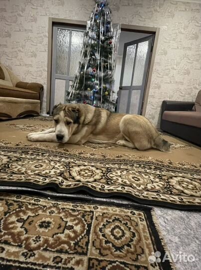 Вязка алабай