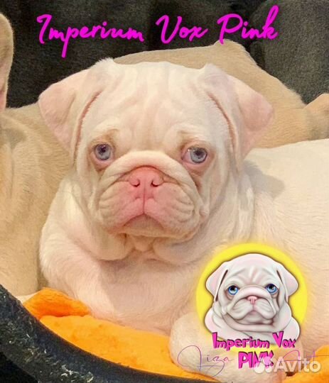 Розовый мопс вязка