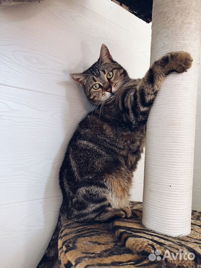 Кошка Алюта ищет семью