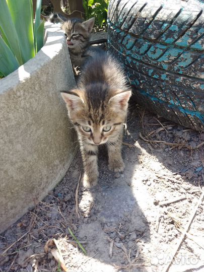Котята