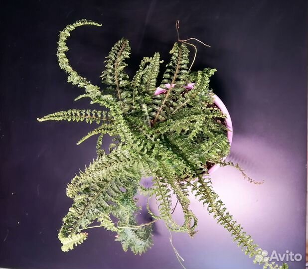 Папоротник нефролепис кудрявый