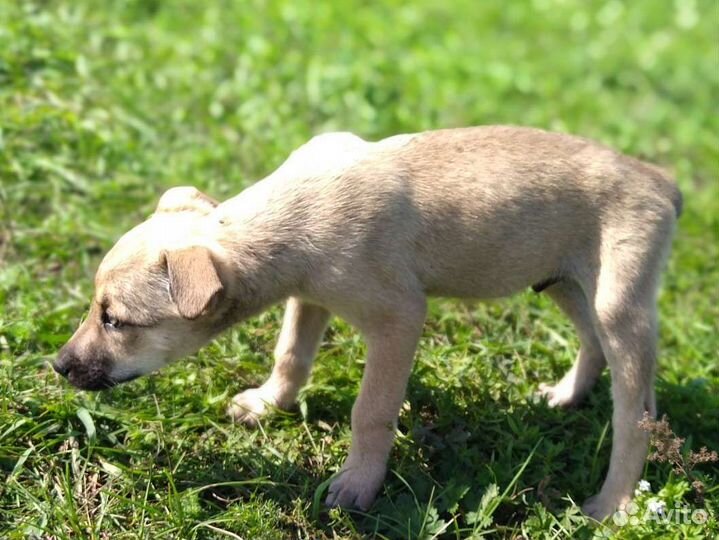 Статный Анур