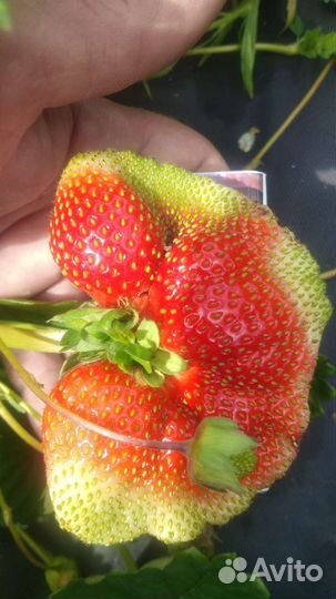 Рассада клубники усы