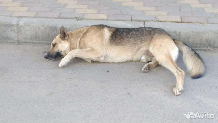 Собака. И ваши,наши,И их мечты