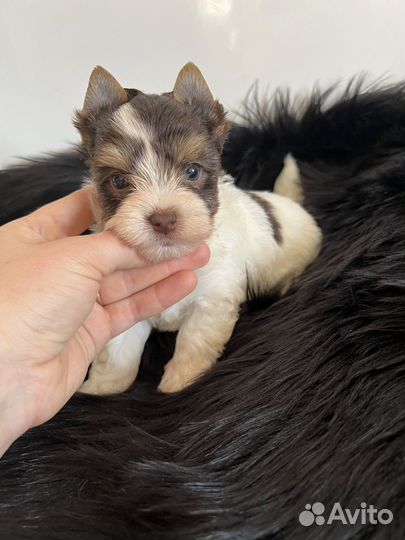 Биро мальчик