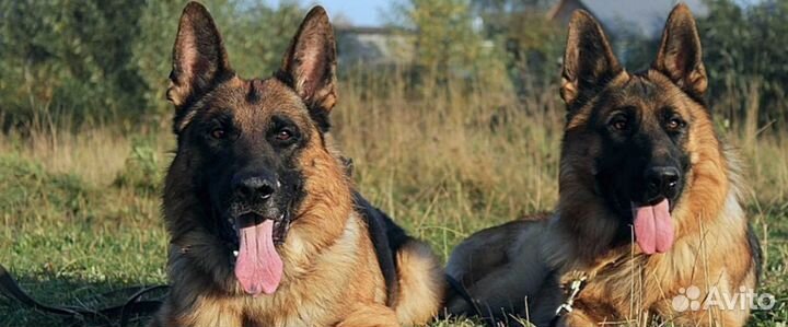Щенки чепрачных и зонарных рабочих немец. овчарок