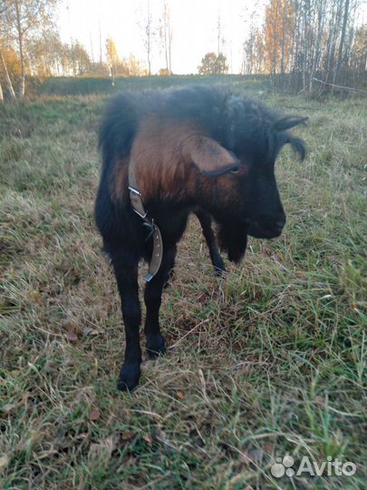 Чешский козел