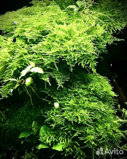 Аквариумные мхи и буцефаландры.Сайдекс