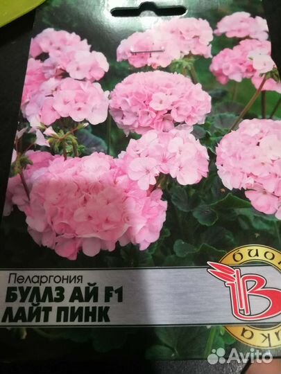 Пеларгония королевская и шоколадная