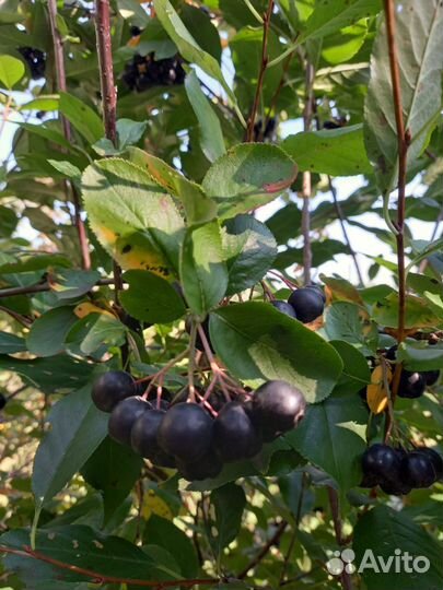 Черноплодная рябина