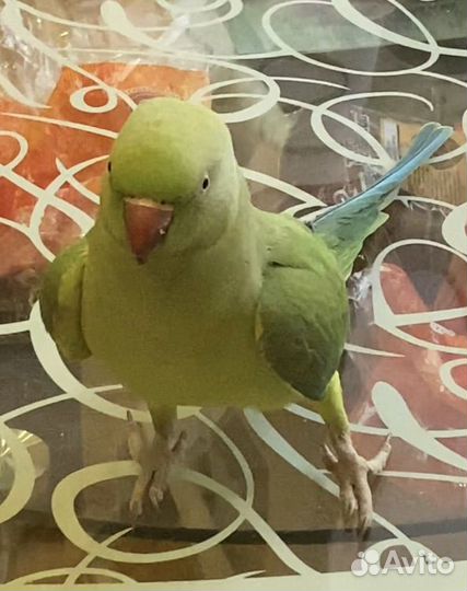 Ожереловый попугай