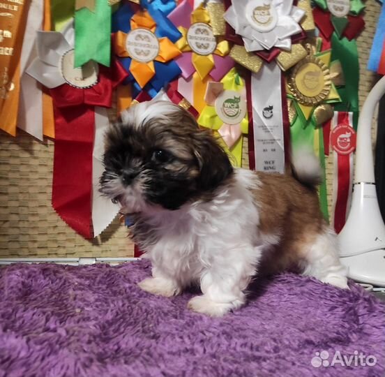 Продается щенок ши-тцу