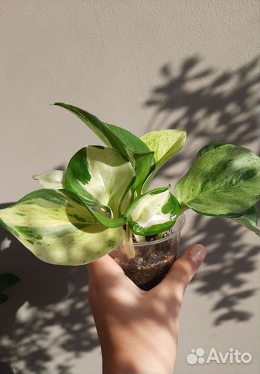 Сциндапсус хэппи лиф