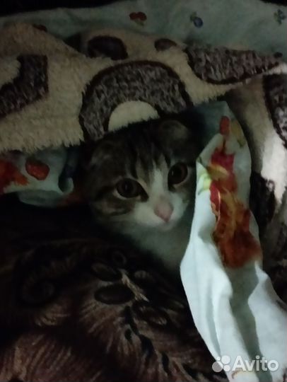 Кошка
