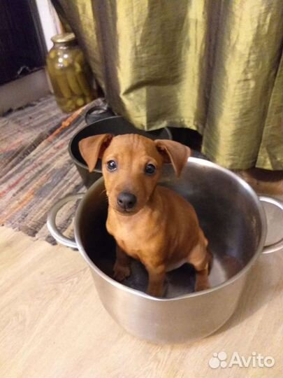 Щенки цвергпинчера