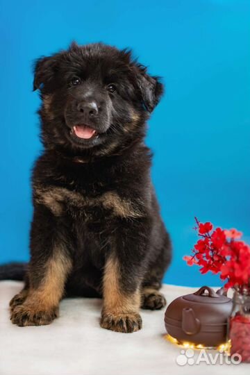 Фотограф анималист