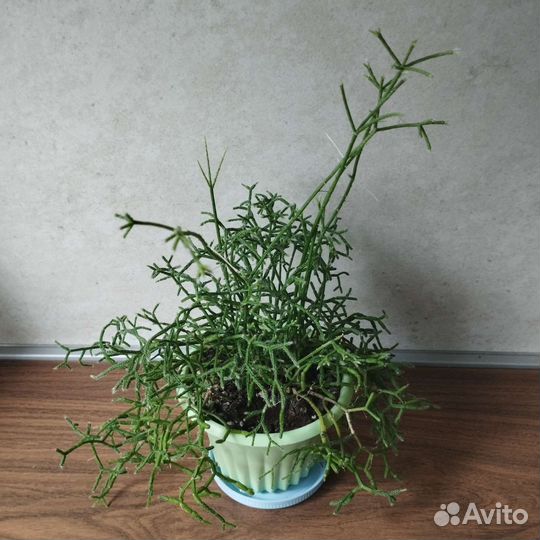 Продам цветы комнатные