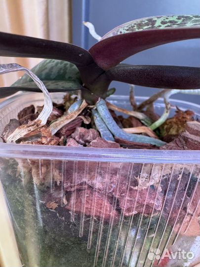 С цветоносом. Stuartiana Sogo. Орхидея