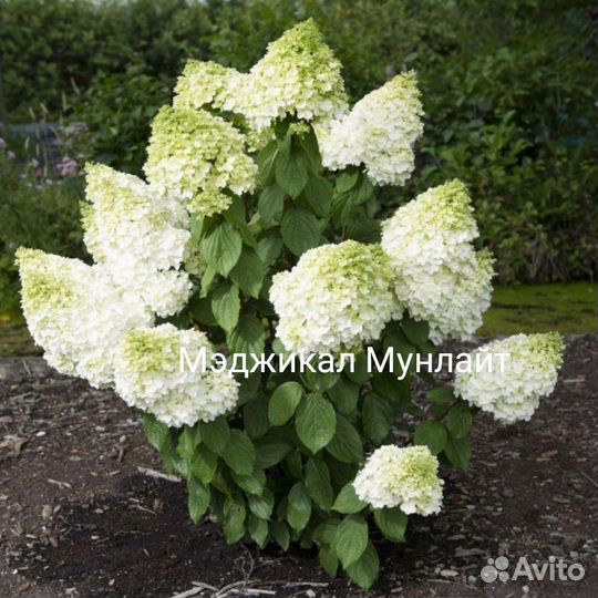 Гортензии10 сортов