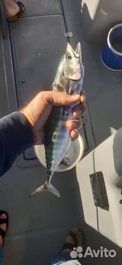 Рыбалка с катера Казачка