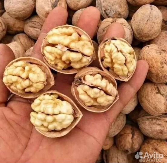 Орех грецкий урожай 2022