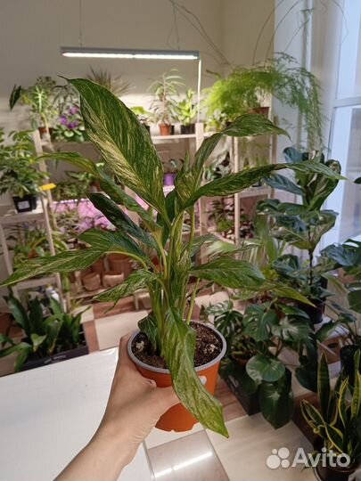 Спатифиллум Даймонд