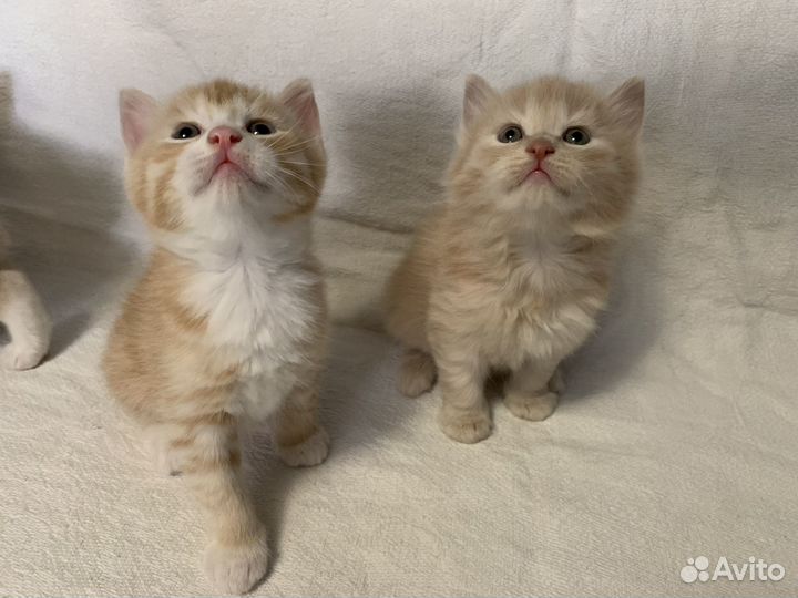 Курильский бобтейл