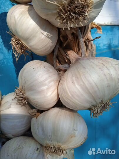 Чеснок на посадку и еду. Домашний, яровой