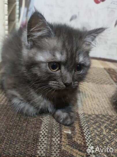 Милашка