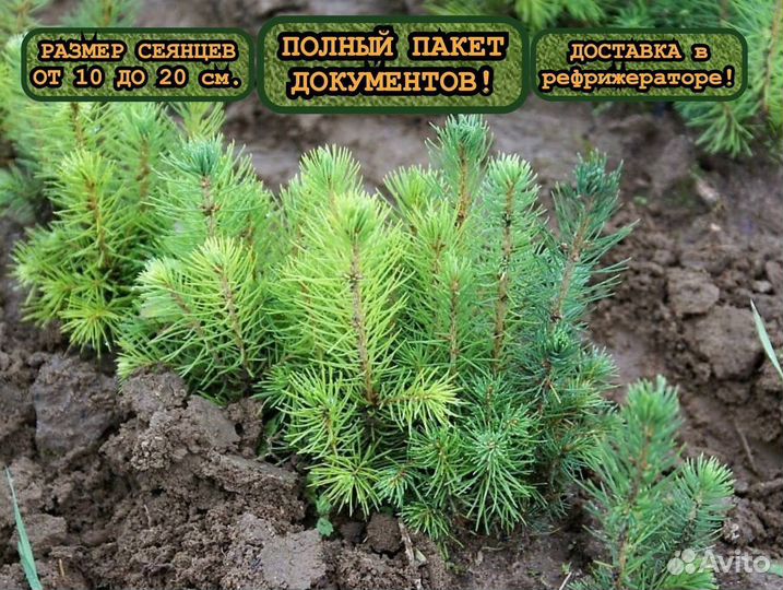 Сеянцы ели и сосны с окс