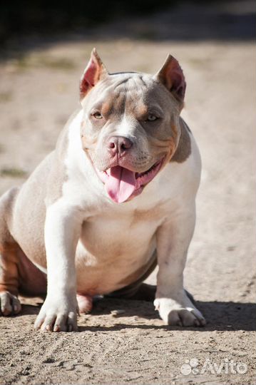 Шикарный щенок американский булли