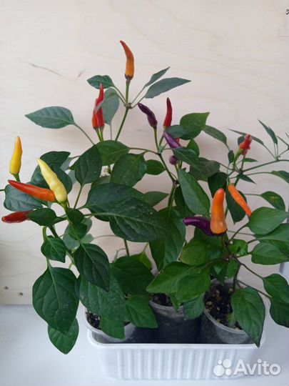 Комнатный острый перчик