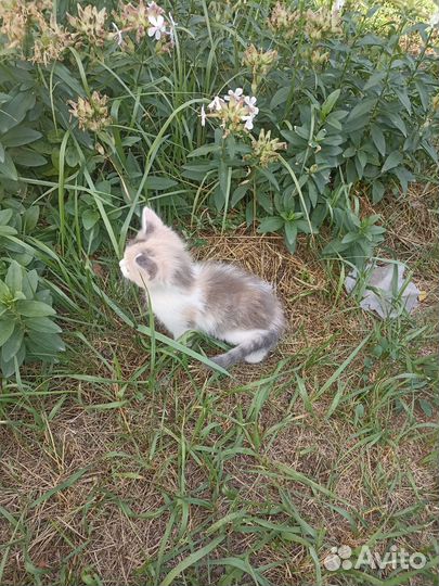 Кошка