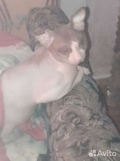 Сфинкс донской