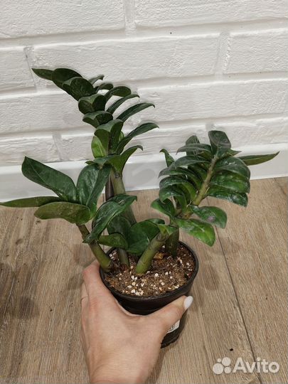 Замиокулькас зензи комнатные растения цветы