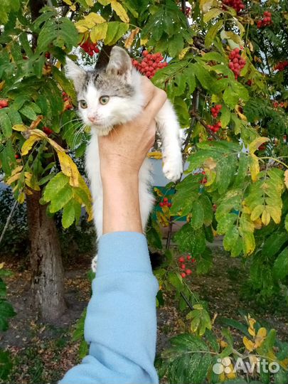 Отдам в добрые руки