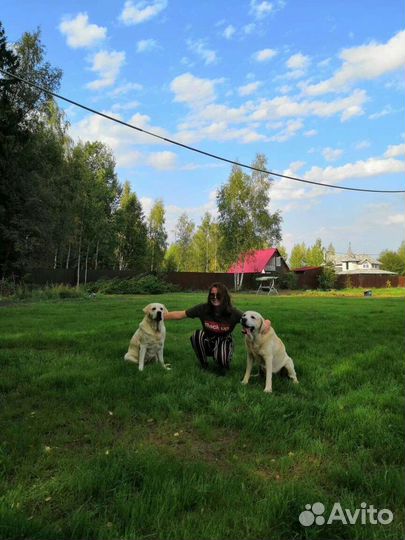 Дрессировка собак кинолог