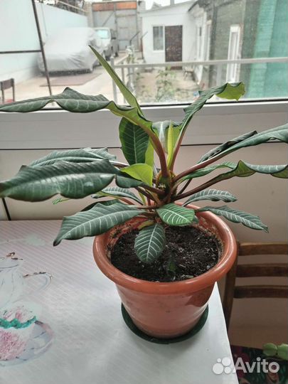 Комнатные цветы разные