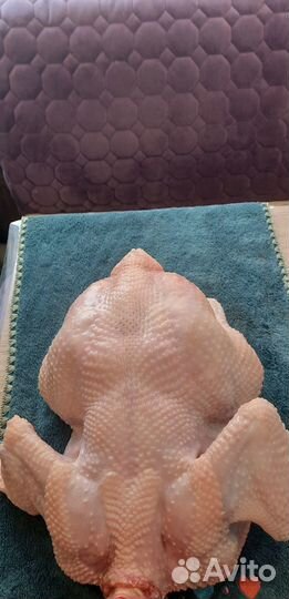 Мясо домашнего бройлера, мясо кур