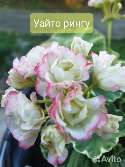 Пеларгония сортовая