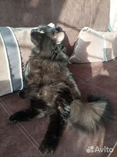 Кот в добрые руки