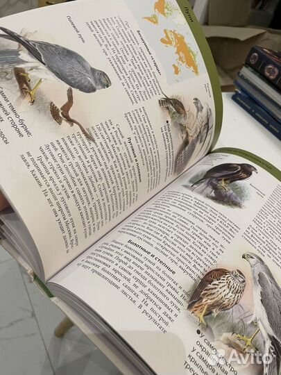 Птицы детская энциклопедия
