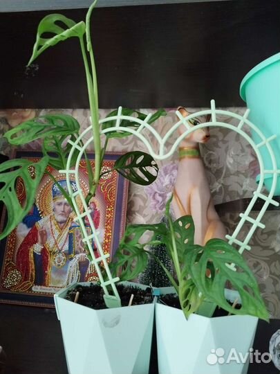 Монстера манки Маск