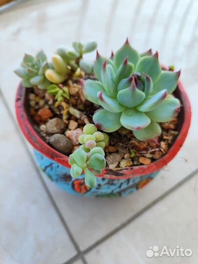 Суккуленты. Садик