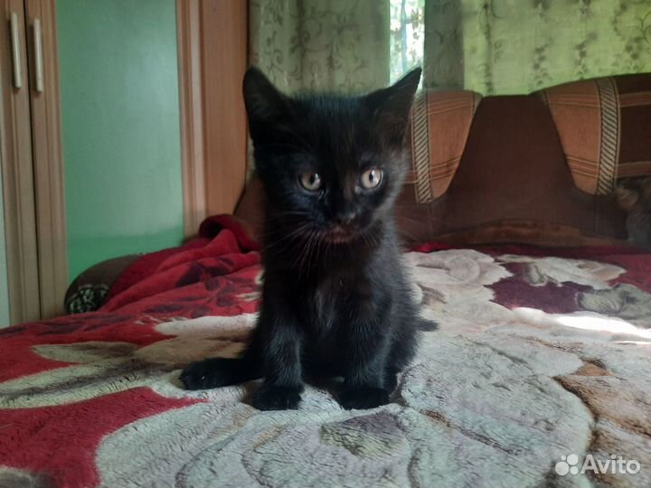 Котята ищут хозяина