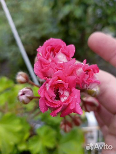 Пеларгония юг нечаянная радость