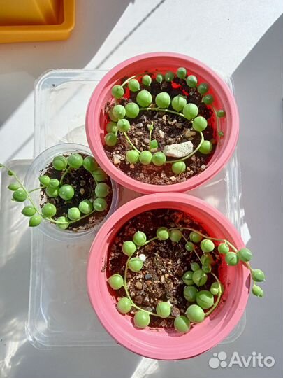 Крестовник роули