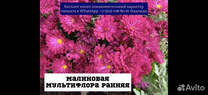 Хризантемы мультифлора