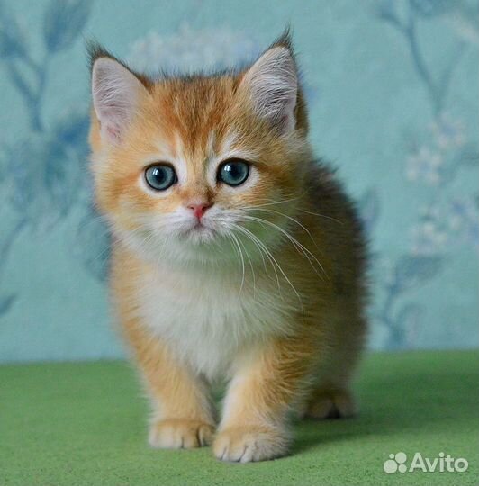 Британские золотые шиншиллы