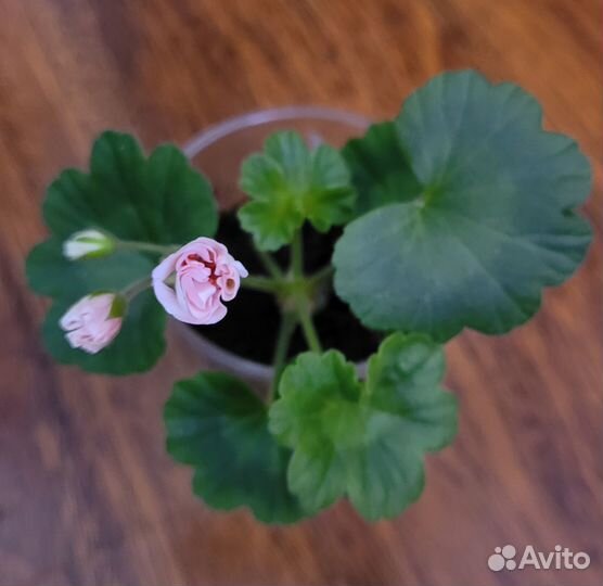 Укоренённый черенок герани